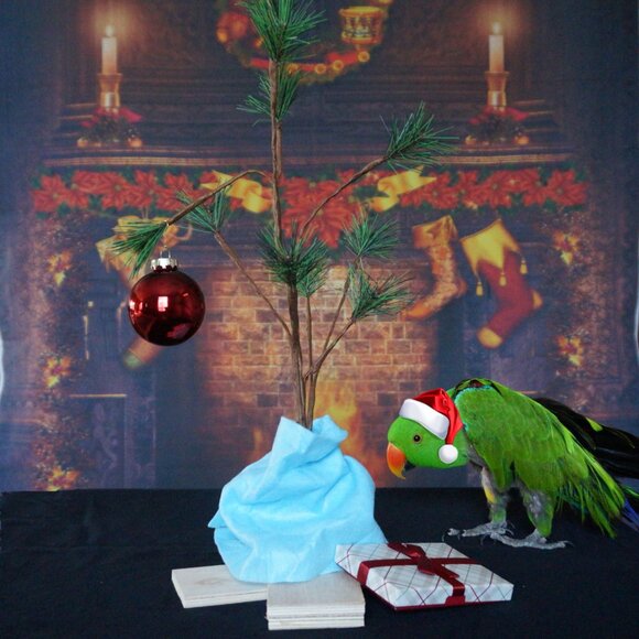 Bird-lovers Shop My Closet With Keyword "BIRD" - Picture 4 of 10